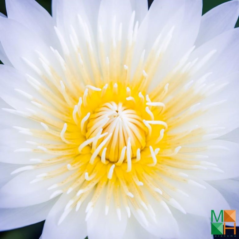 Tranh dán tường hoa súng tại Quảng An, Tây Hồ, Hà Nội FW - 298